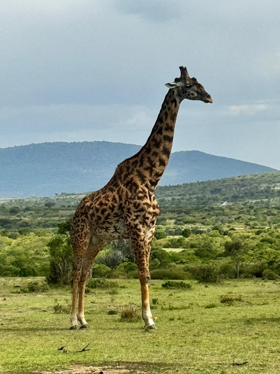 Top 7 Must-Visit Safari Destinations in Kenya for 2026