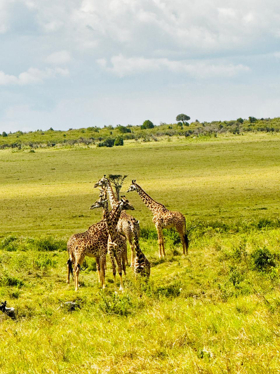 The Ultimate Safari & Beach Combo: Experience the Best of Kenya
